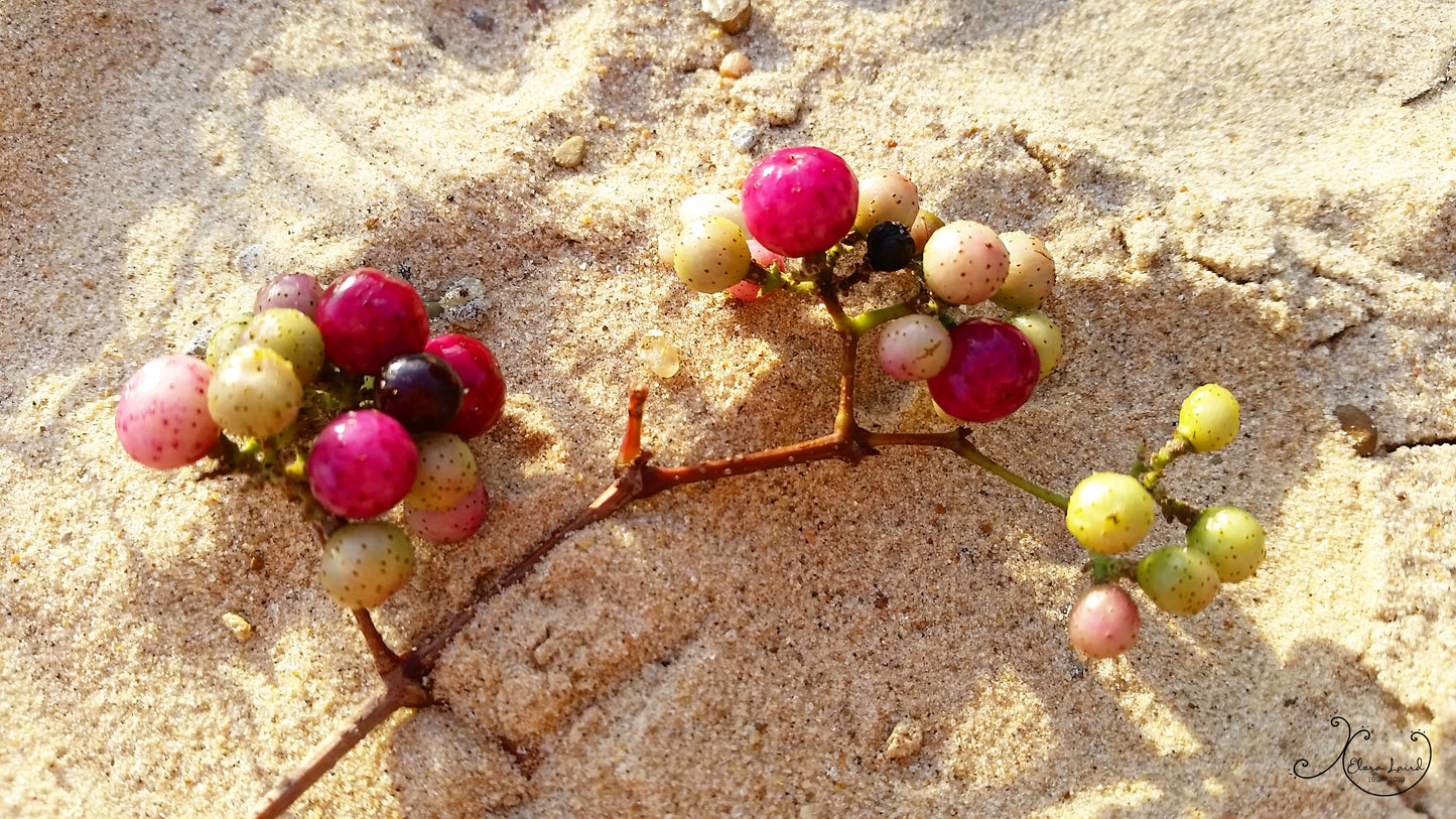 Berries in the Sand Photograph