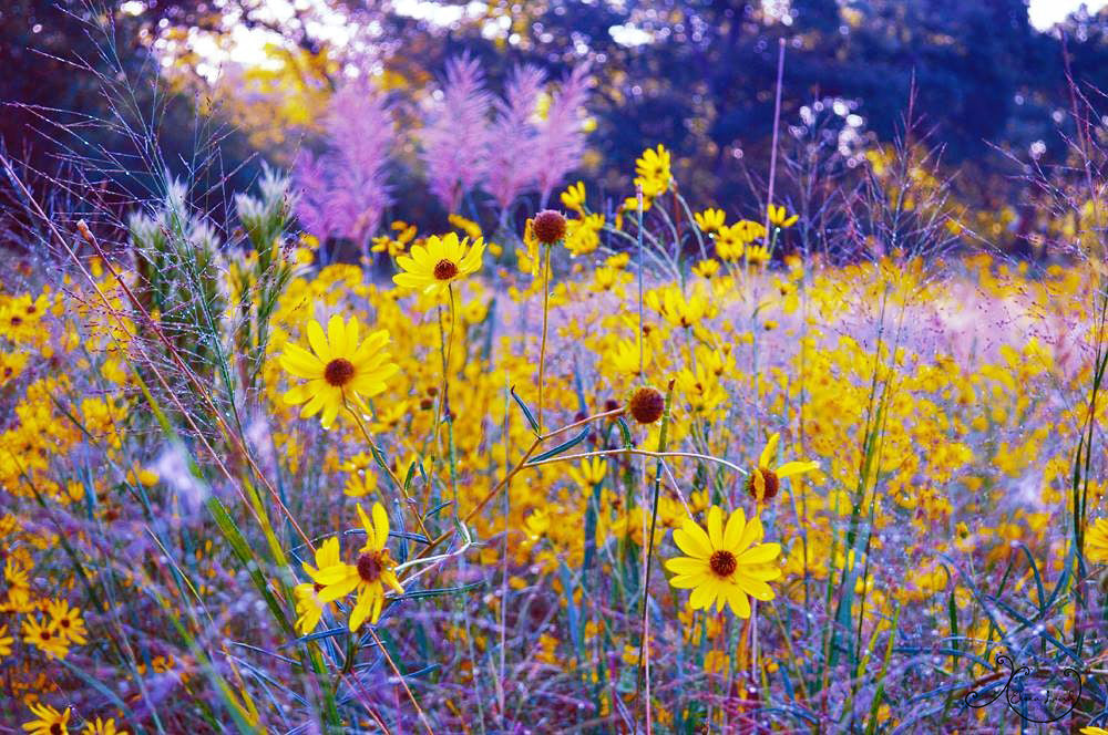 Black-eyed Susans Photograph