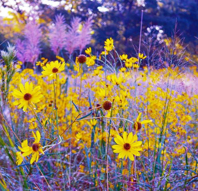 Black Eyed Susan Diamond Dot Art