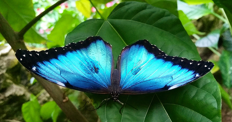 Blue Butterfly Photograph