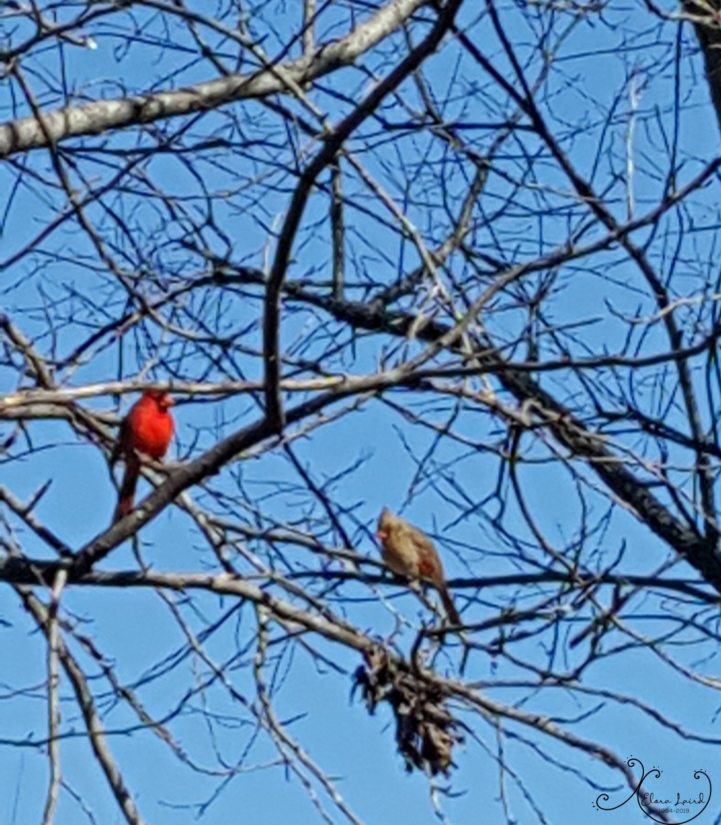 Cardinal Couple Photograph