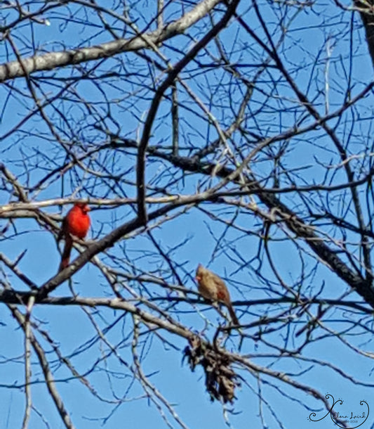 Cardinal Couple Photograph