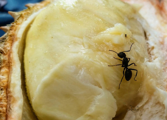 Jackfruit and Ants