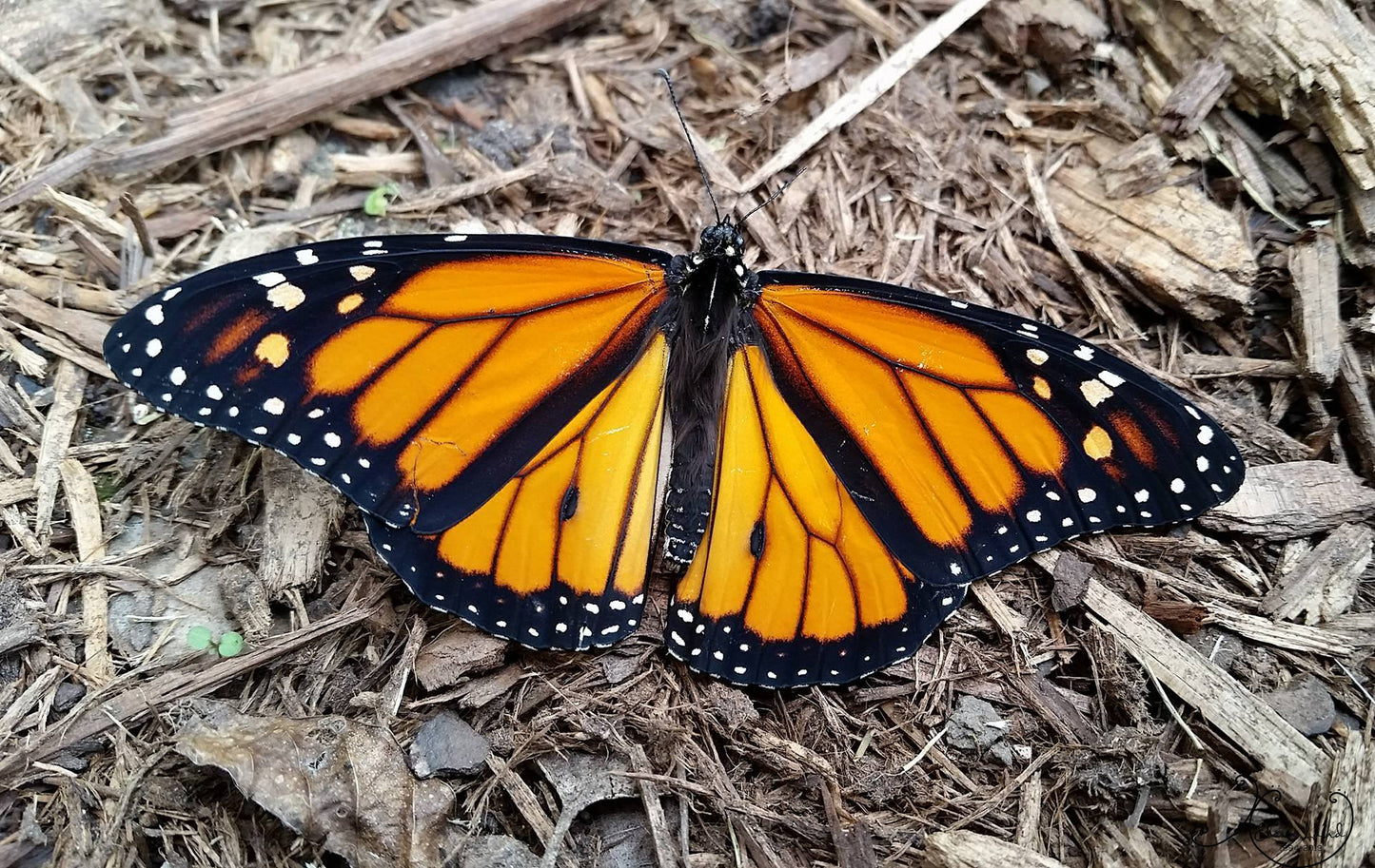 Monarch Butterfly Photograph