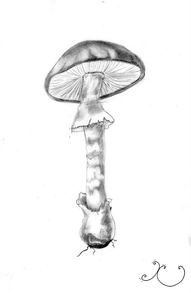 Mushroom