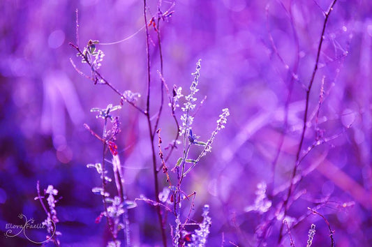 Purple Flowers Photograph