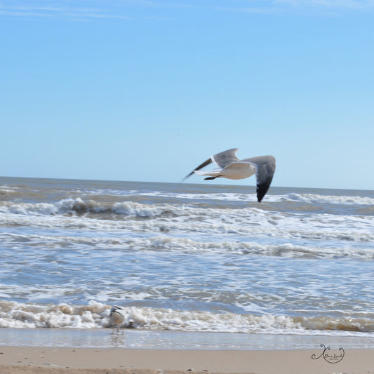 Seagull Photograph