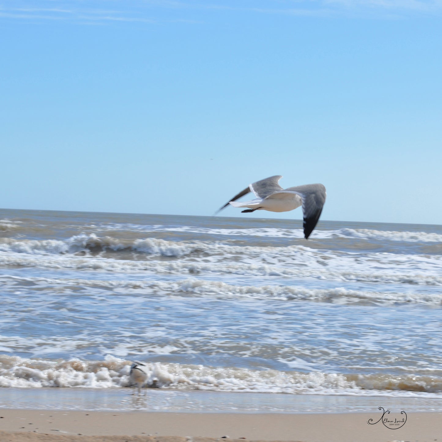 Seagull Diamond Dot Art Kit