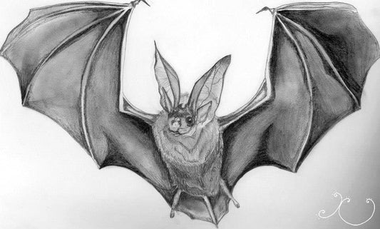 Bat