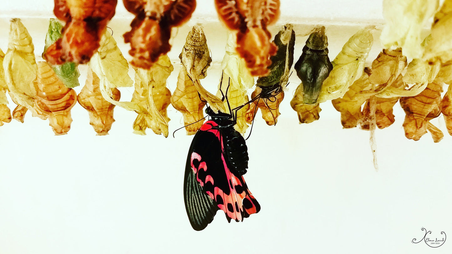 Emerging Butterfly Photo Art Print