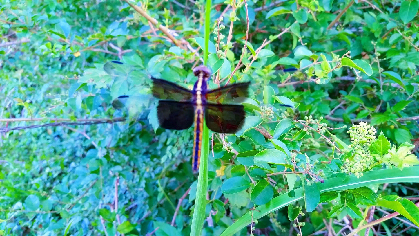 Dragonfly