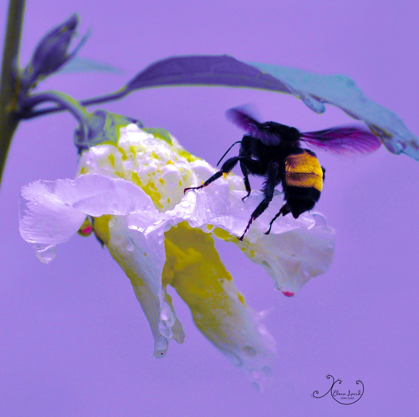 Bumblebee Photography