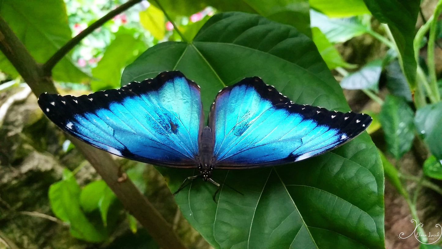 Blue Butterfly Diamond Dot Art