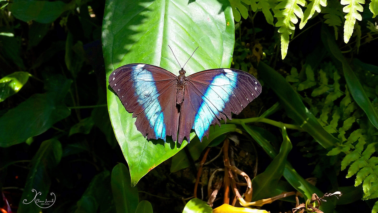 Blue Striped Butterfly Photography Art Print