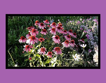 Flower Meadow Fine Art Photo Print, Herbal Remedies Studio Wall Hanging, Echinacea Plant