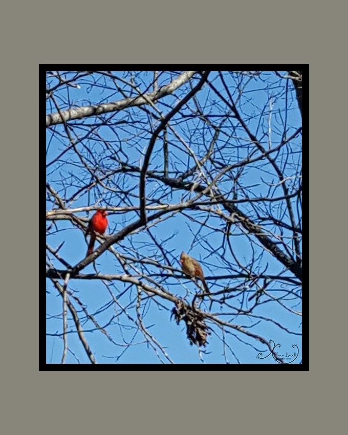 Cardinal Couple Fine Art Print, Remembrance Gift, Nature Wall Art, Bird Lover Gift