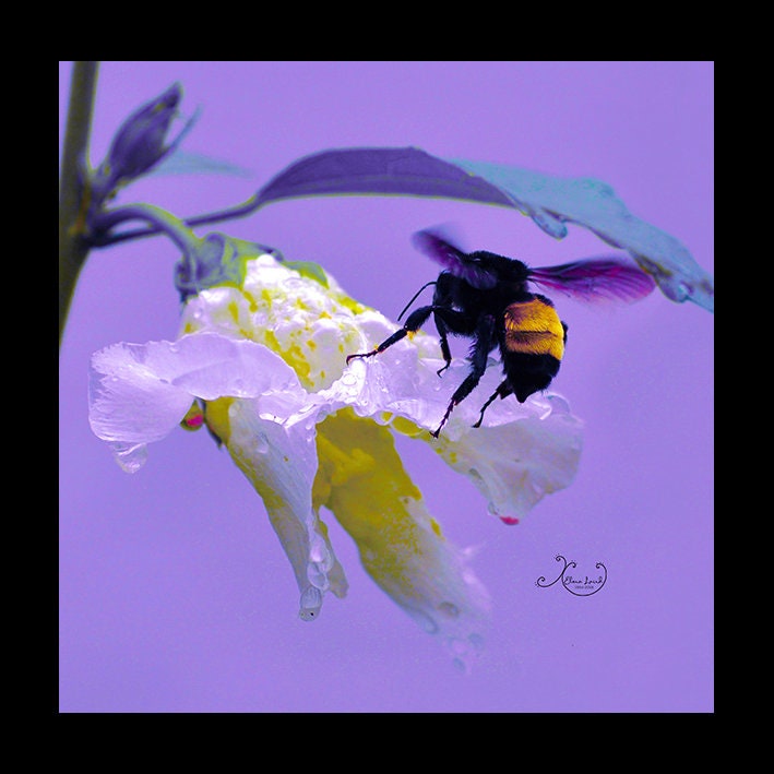 Bumblebee Photography