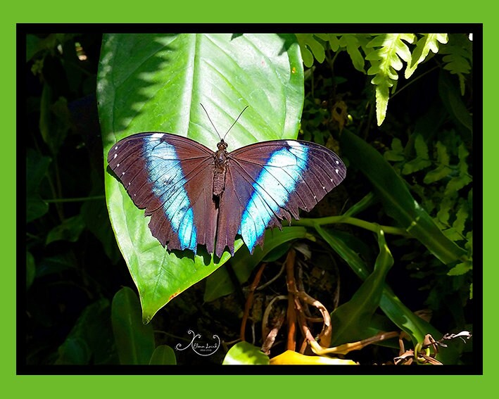 Blue Striped Butterfly Photography Art Print