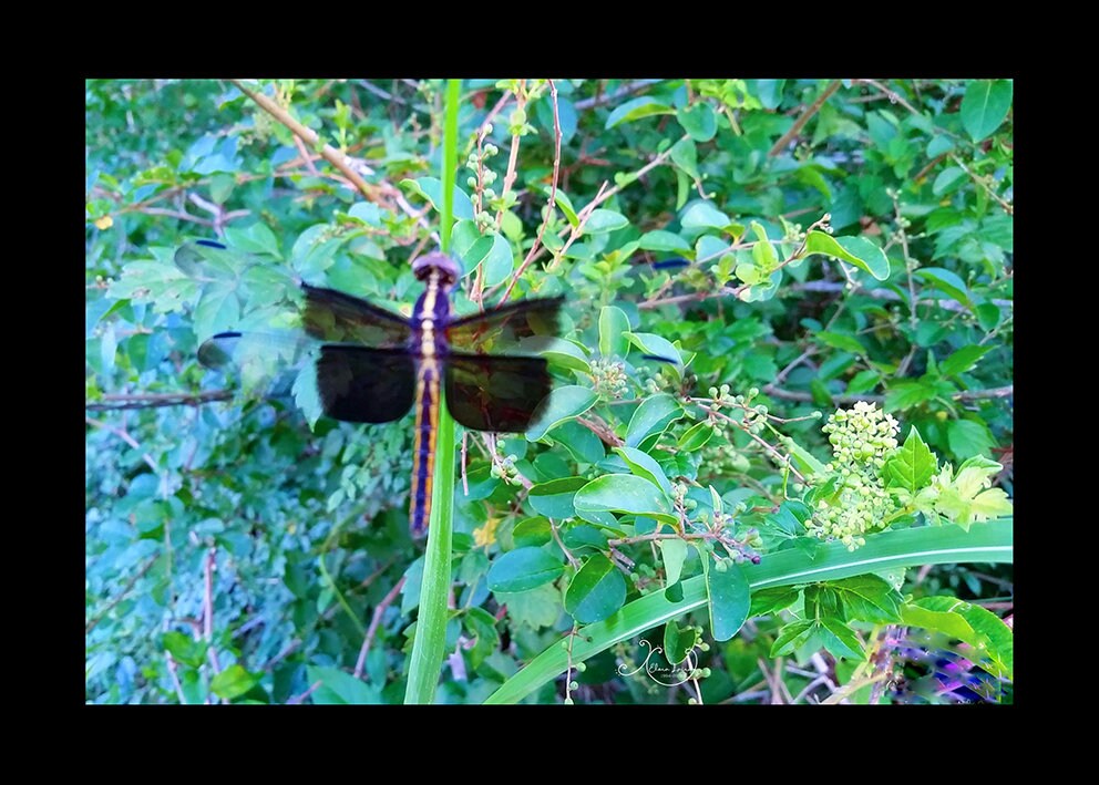 Dragonfly