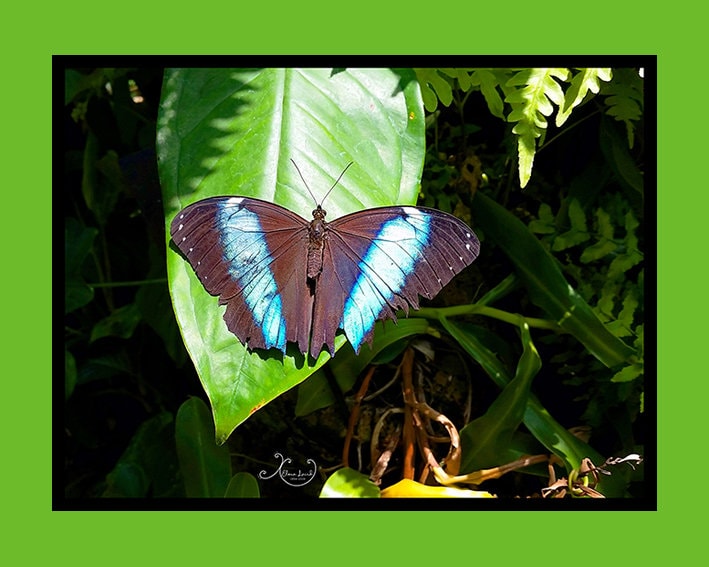 Blue Striped Butterfly Photography Art Print