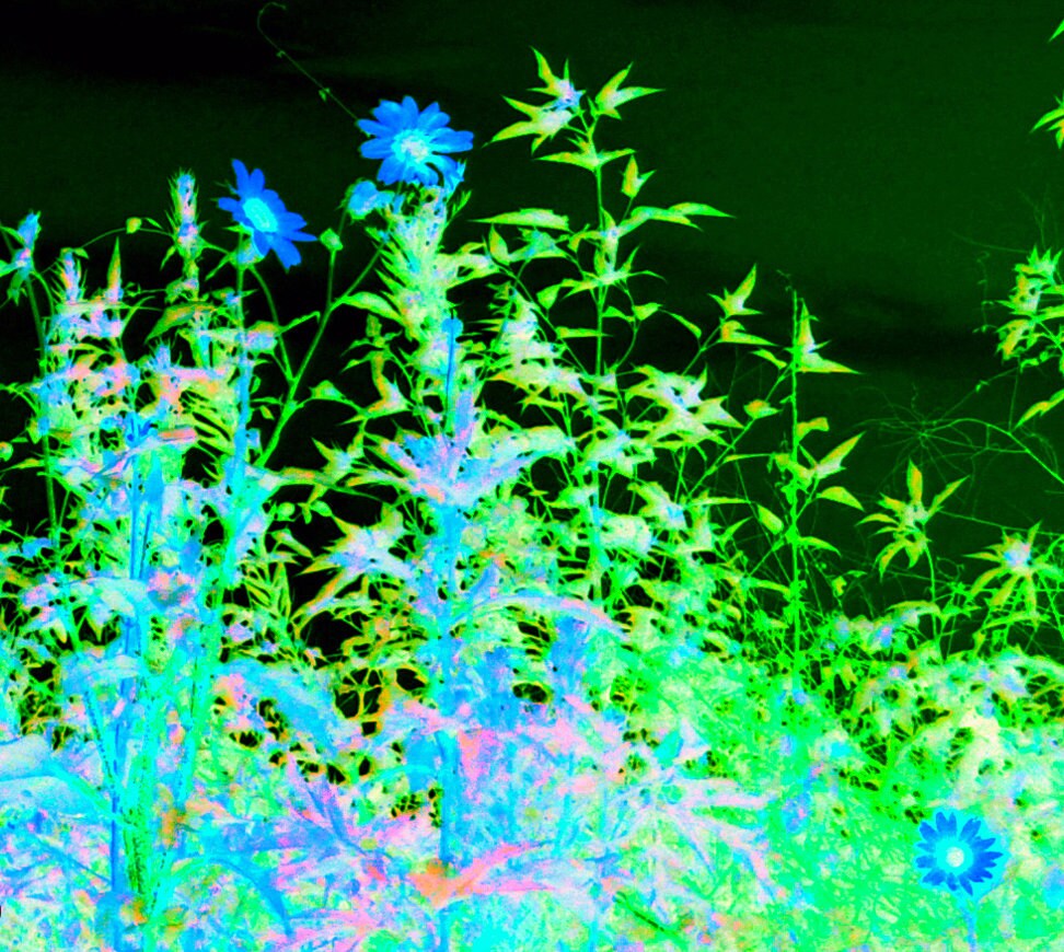 Neon Flowers Photograph