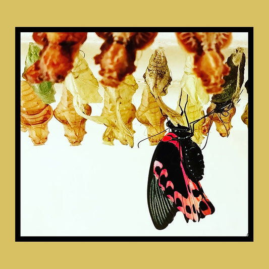 Emerging Butterfly Photo Art Print