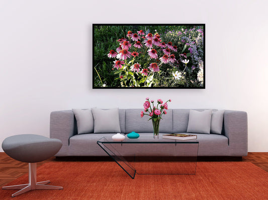 Flower Meadow Fine Art Photo Print, Herbal Remedies Studio Wall Hanging, Echinacea Plant